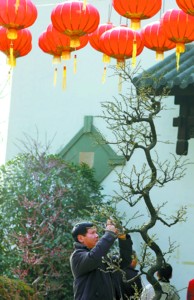 市民在莘莊公園觀賞含苞待放的梅花