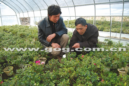 百里杜鵑花區示范基地