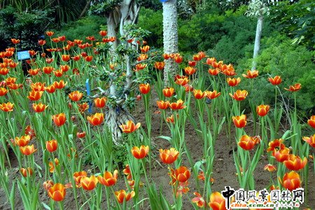 石家莊第二屆荷蘭郁金香花節和水仙展