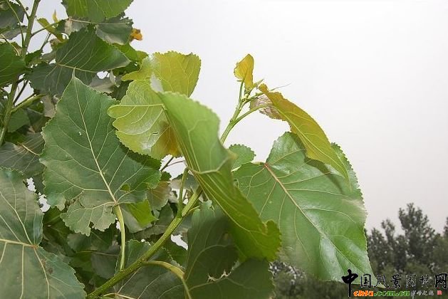 楊樹(shù)