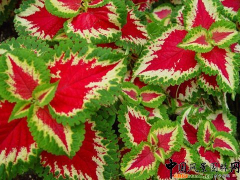 彩葉草(圖)