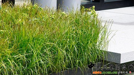 2009年切爾西花展最佳展園??每日電訊(組圖)