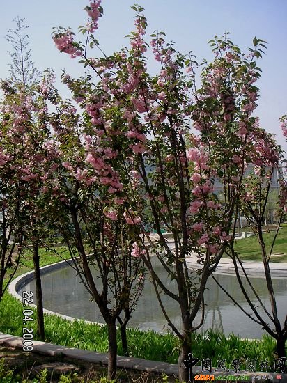 櫻花