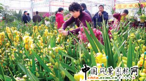揚州：“洋花”俏 傳統花卉淪為“陪襯”