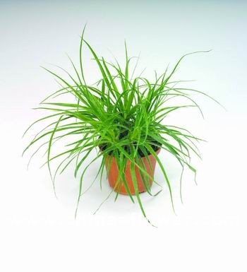 多年生觀賞草新品種介紹(組圖)地楊梅