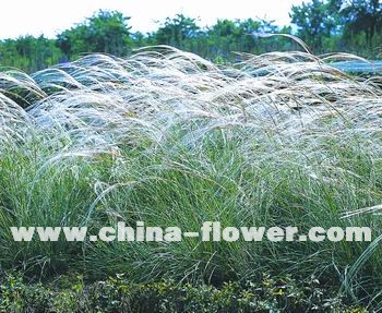 多年生觀賞草新品種介紹(組圖)線形針茅‘煙花’