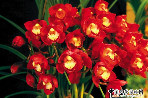 廣州：萬元年花不愁賣(圖)