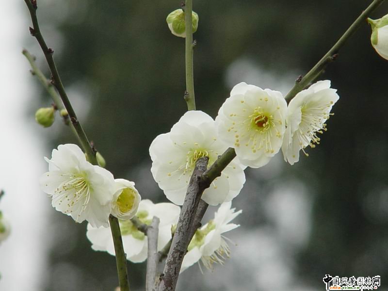 踏雪尋梅 梅花風景圖片總集賞析(組圖)
