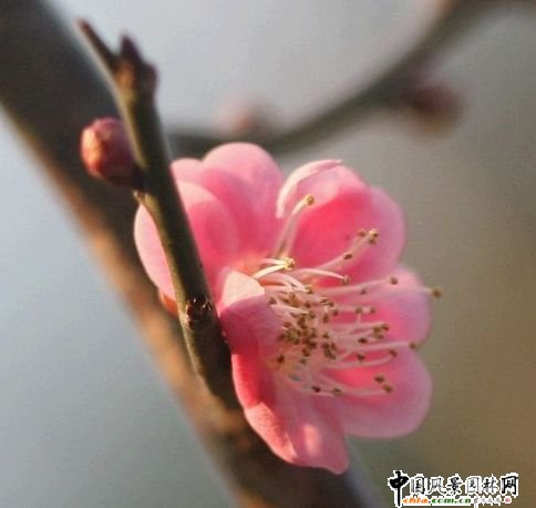 踏雪尋梅 梅花風景圖片總集賞析(組圖)
