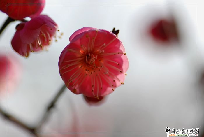 踏雪尋梅 梅花風景圖片總集賞析(組圖)