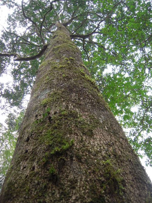 云南欲重建“植物大熊貓?華蓋木”種群