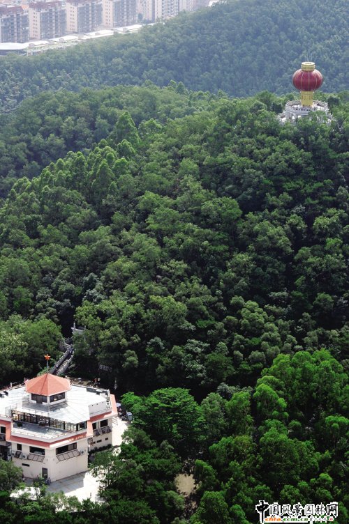 東莞市黃旗山森林將大“換種”(圖)