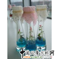 新疆：袖珍玫瑰惹人愛(圖)