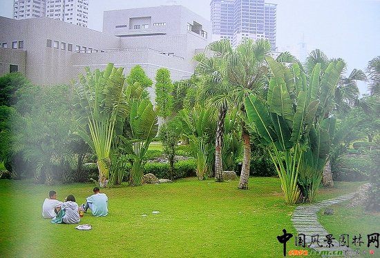 蒲葵與美人蕉組景