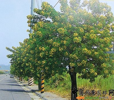 黃花槐實景