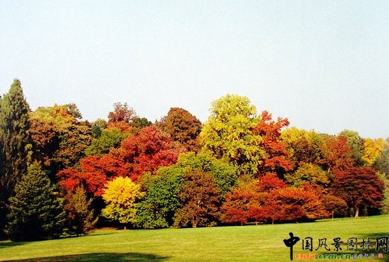 槭樹科植物與楓香組景