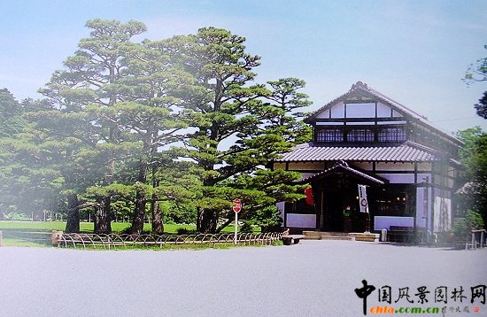 松類實(shí)景