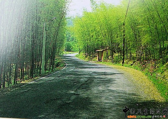 毛竹實(shí)景