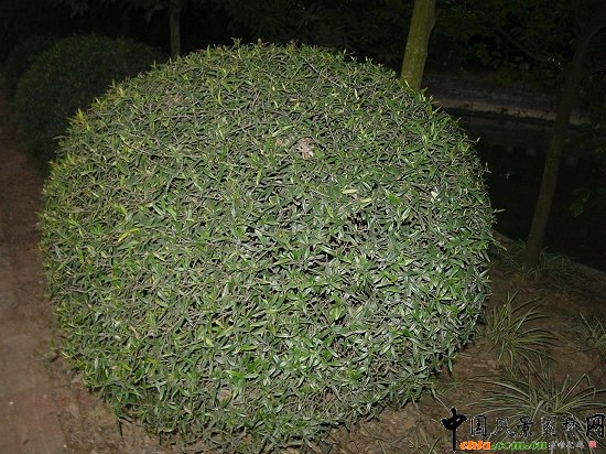 尖葉木樨欖景觀材料
