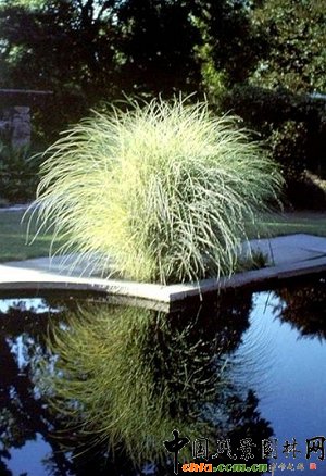 觀賞植物類