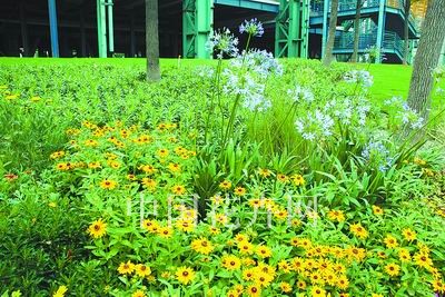 花境植物造景調色板(組圖)