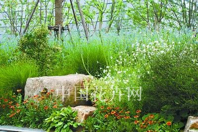 花境植物造景調色板(組圖)
