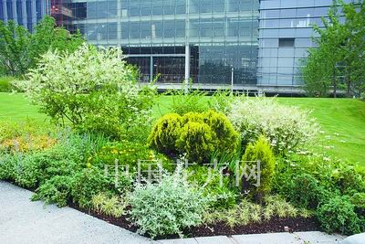 花境植物造景調色板(組圖)