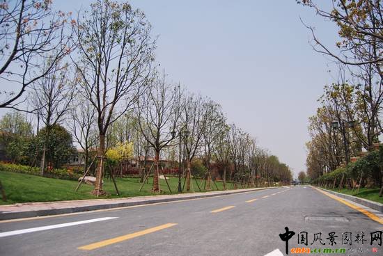 道路綠化