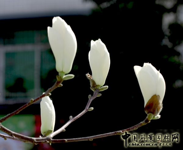 花卉 玉蘭 春
