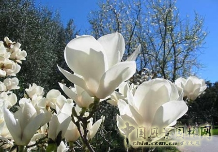 http://www.www.gopse.cn