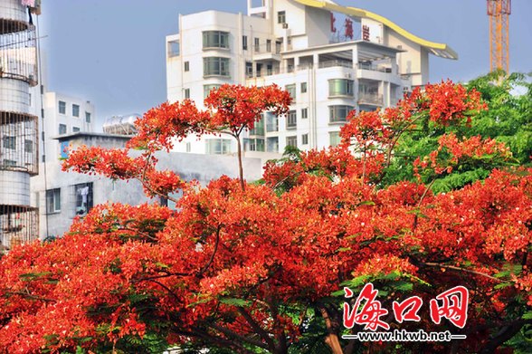 ?？?綠化 植物 品種 多樣化 鳳凰花 中國(guó)風(fēng)景園林網(wǎng)