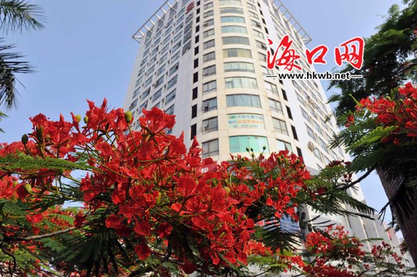 ?？?綠化 植物 品種 多樣化 鳳凰花 中國(guó)風(fēng)景園林網(wǎng)