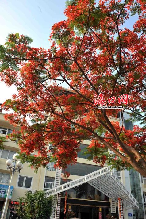 ?？?綠化 植物 品種 多樣化 鳳凰花 中國(guó)風(fēng)景園林網(wǎng)