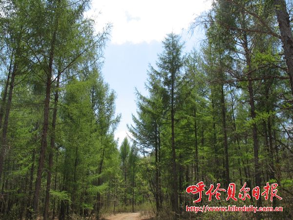 城市 園林 內(nèi)蒙 扎蘭屯市 創(chuàng)建 國(guó)家級(jí)森林城市 中國(guó)風(fēng)景園林網(wǎng)