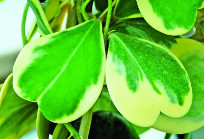 南京 植物園 七夕 趣味植物展 花草 中國風(fēng)景園林網(wǎng)