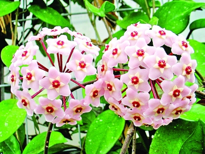 南京 植物園 七夕 趣味植物展 花草 中國風(fēng)景園林網(wǎng)