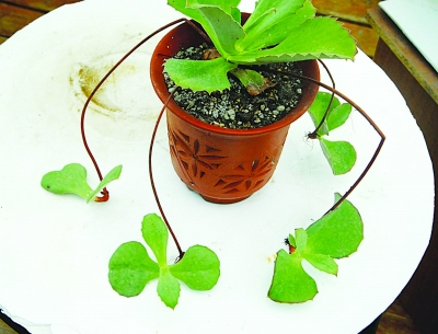 南京 植物園 七夕 趣味植物展 花草 中國風(fēng)景園林網(wǎng)
