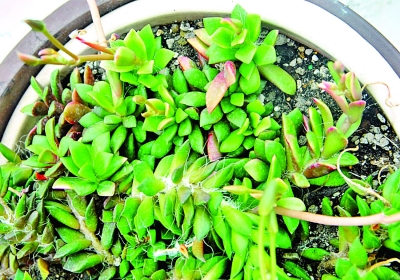 南京 植物園 七夕 趣味植物展 花草 中國風(fēng)景園林網(wǎng)