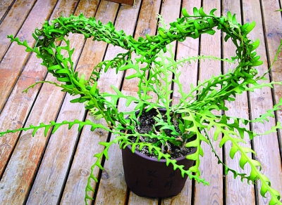 南京 植物園 七夕 趣味植物展 花草 中國風(fēng)景園林網(wǎng)