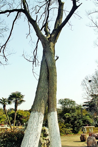 南京 植物園 七夕 趣味植物展 花草 中國風(fēng)景園林網(wǎng)