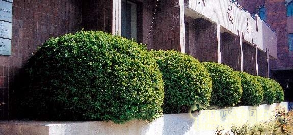 劉秀晨 綠色的云 植物配置 減法設(shè)計(jì) 中國風(fēng)景園林網(wǎng)