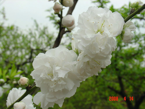 上海植物園的主要桃花品種及其花期白碧桃 植物造景|園林綠化 中國風(fēng)景園林網(wǎng)
