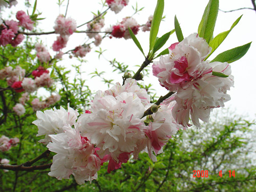 上海植物園的主要桃花品種及其花期酒金碧桃 植物造景|園林綠化 中國風(fēng)景園林網(wǎng)