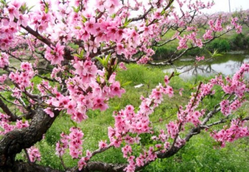 北京植物園桃花 公園 中國(guó)風(fēng)景園林網(wǎng)