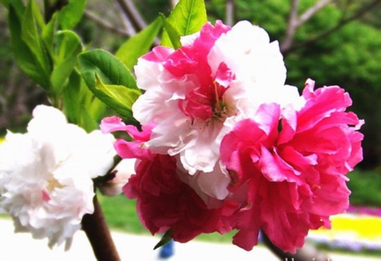 北京植物園桃花 公園 中國(guó)風(fēng)景園林網(wǎng)