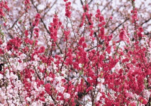 北京植物園桃花 公園 中國(guó)風(fēng)景園林網(wǎng)
