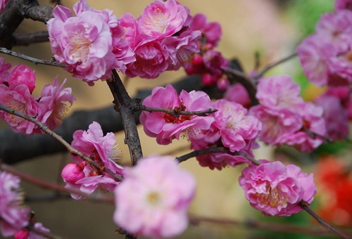 北京植物園桃花 公園 中國(guó)風(fēng)景園林網(wǎng)