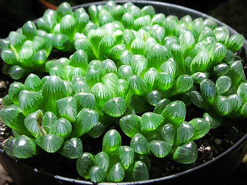 多肉植物 玉露 十二卷屬