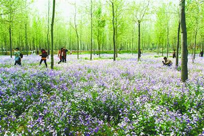 濟(jì)南 花卉 泉城