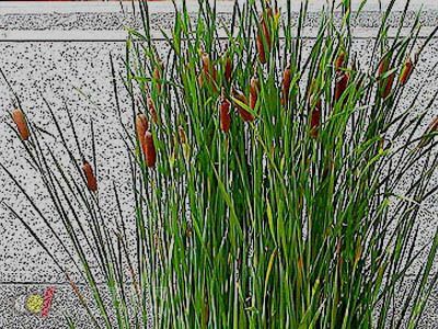 香蒲植物栽培技術(shù)